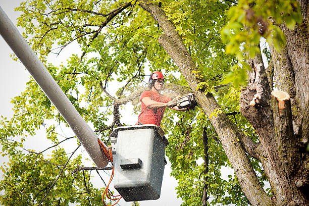 Best Tree Trimming Near Me  in Larch Y, WA